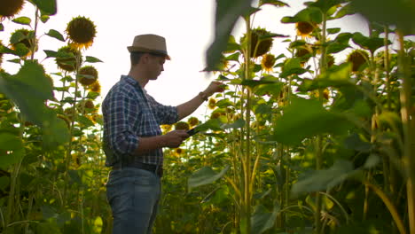 A-scientist-in-a-straw-hat-and-plaid-shirt-is-walking-on-a-field-with-a-lot-of-big-sunflowers-in-summer-day-and-writes-its-properties-to-his-ipad-for-his-scientific-article.